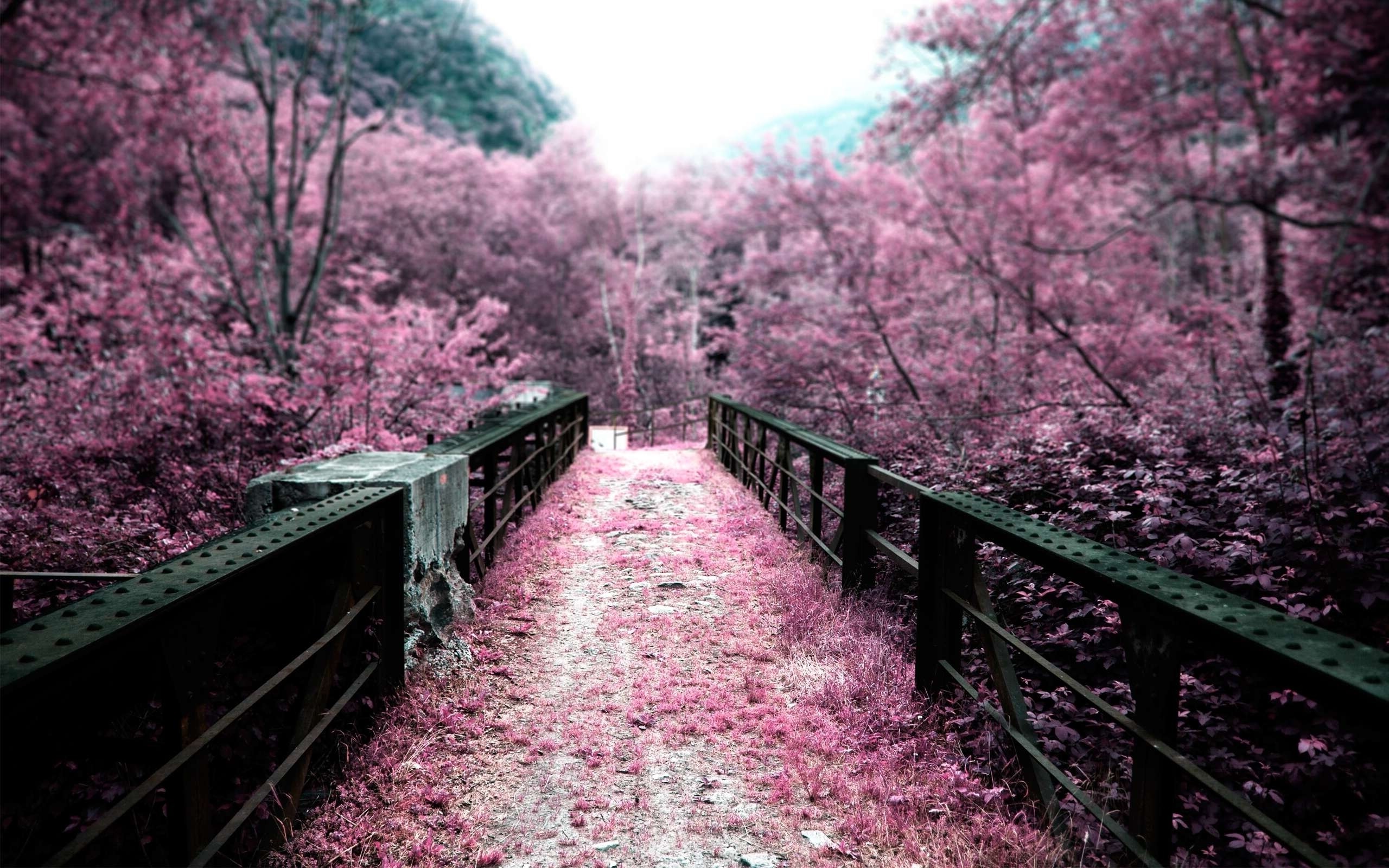 Pink Landscape Wallpapers