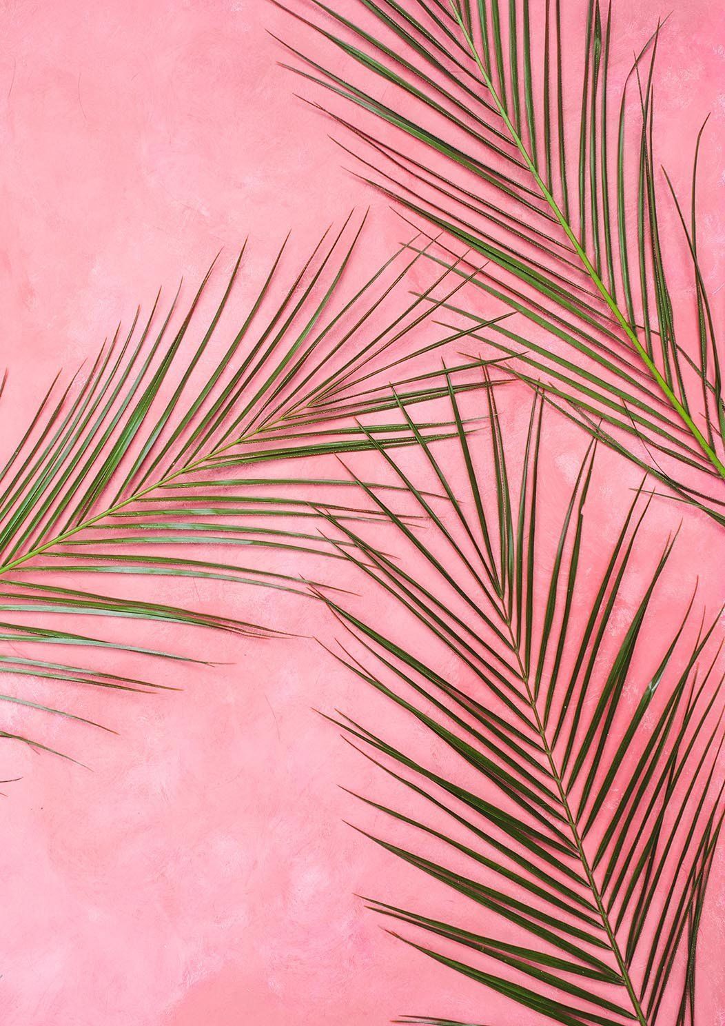 Pink Leaf Wallpapers