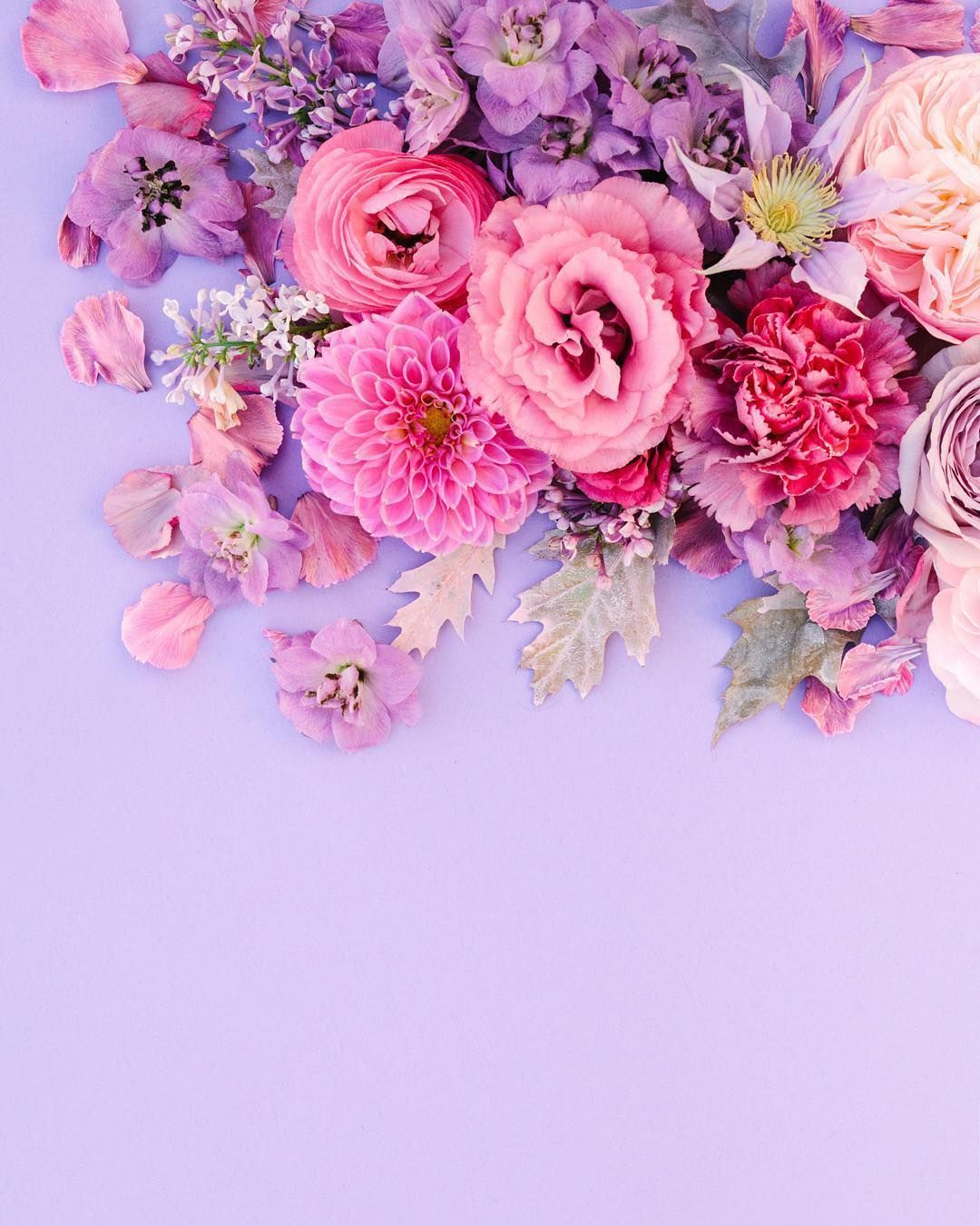 Pink Lilac Flower Wallpapers