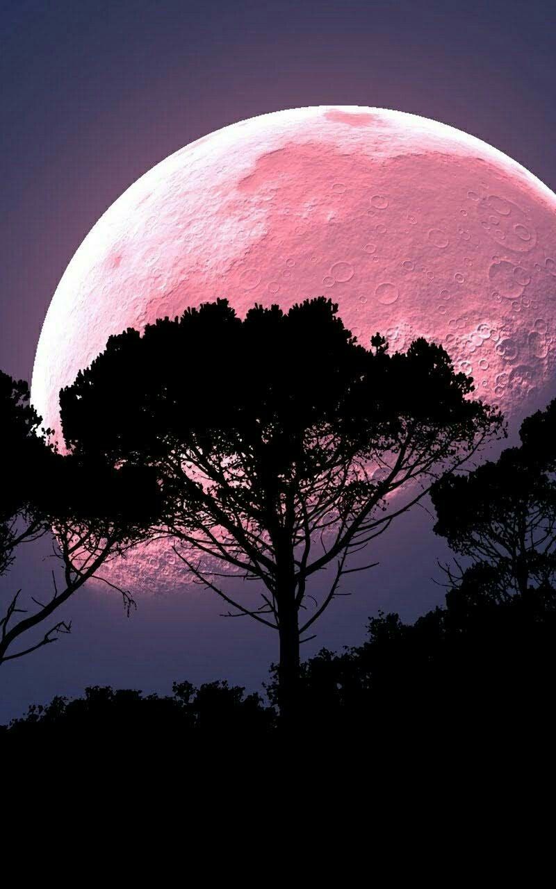 Pink Moon Wallpapers