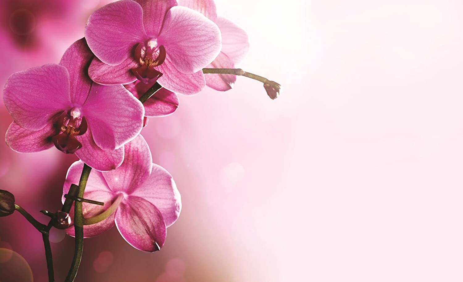 Pink Orchid Flower Wallpapers