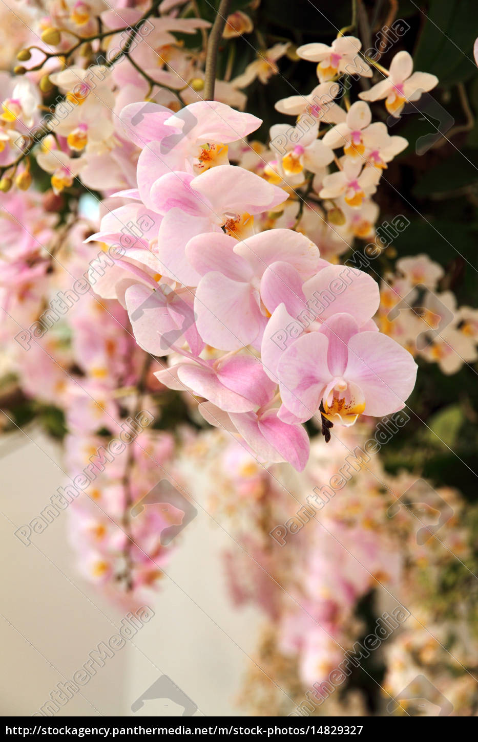 Pink Orchid Flower Wallpapers