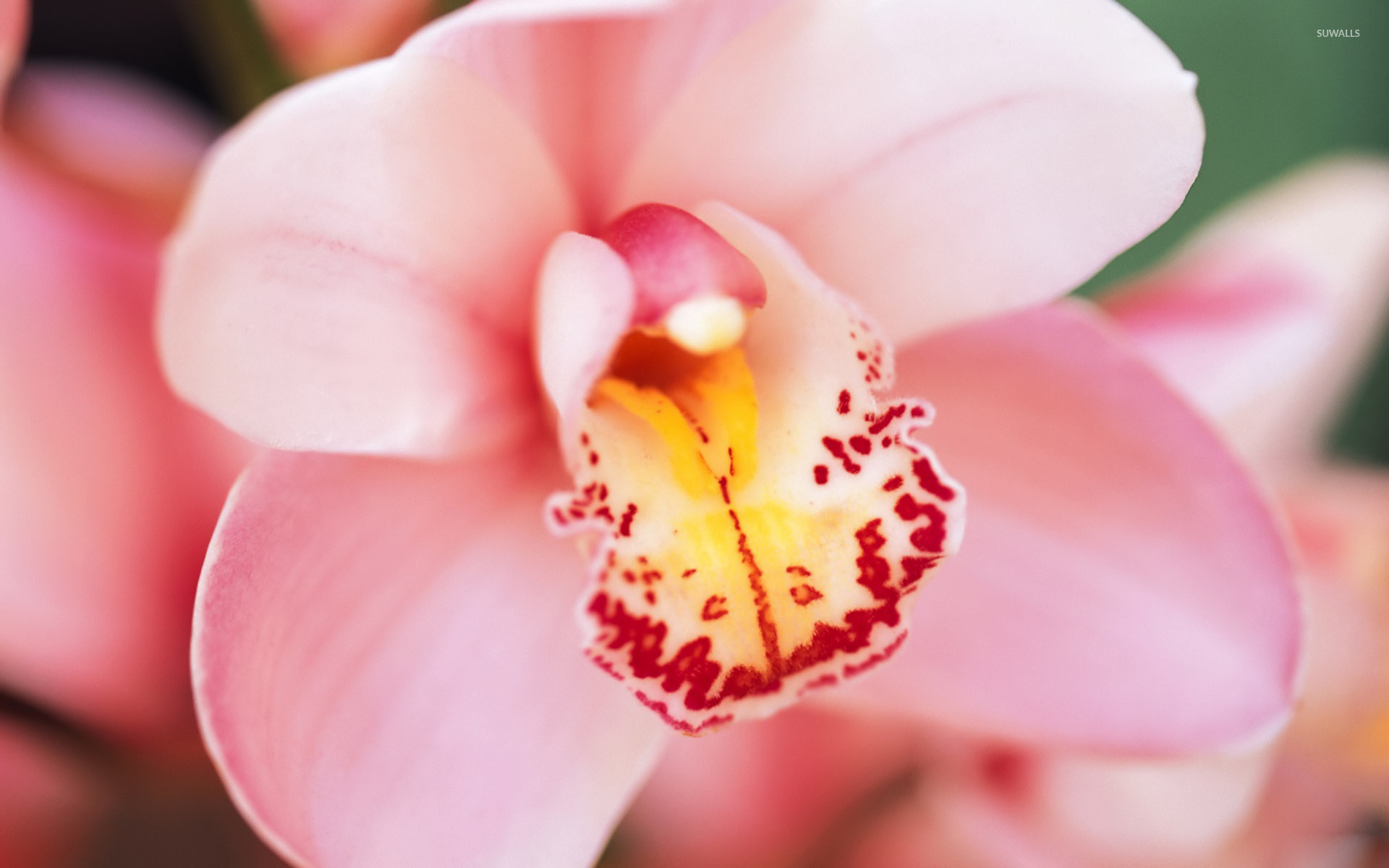 Pink Orchid Flower Wallpapers