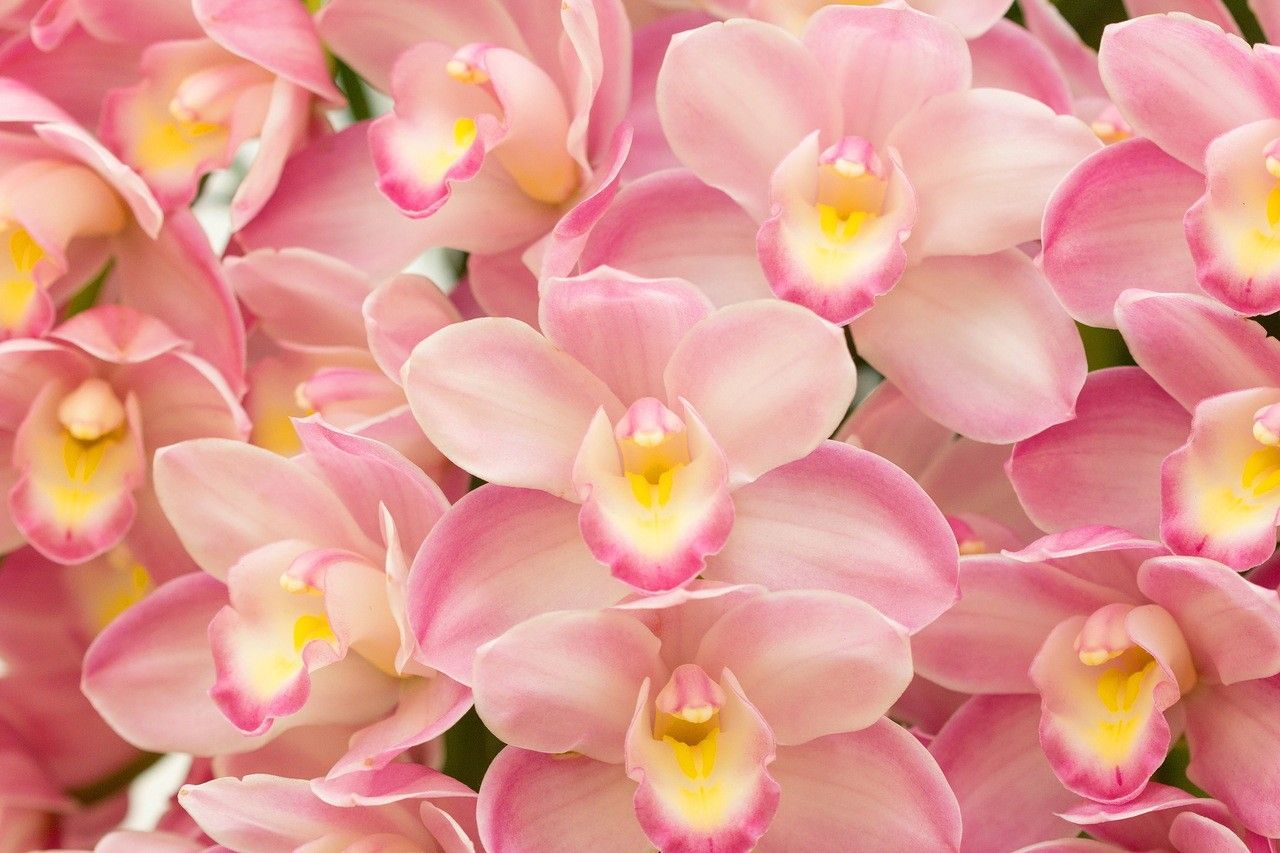 Pink Orchid Flower Wallpapers