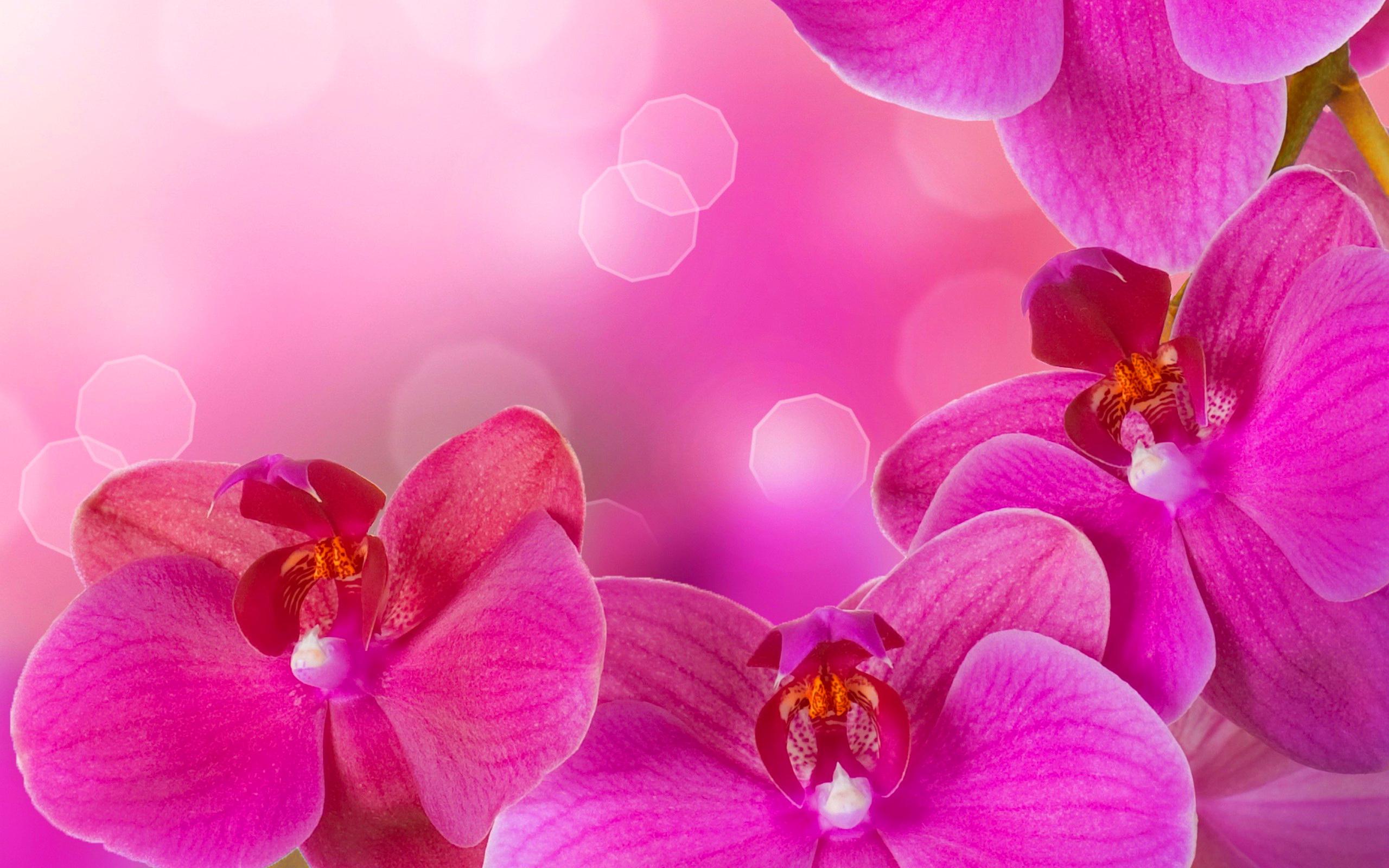 Pink Orchid Flower Wallpapers