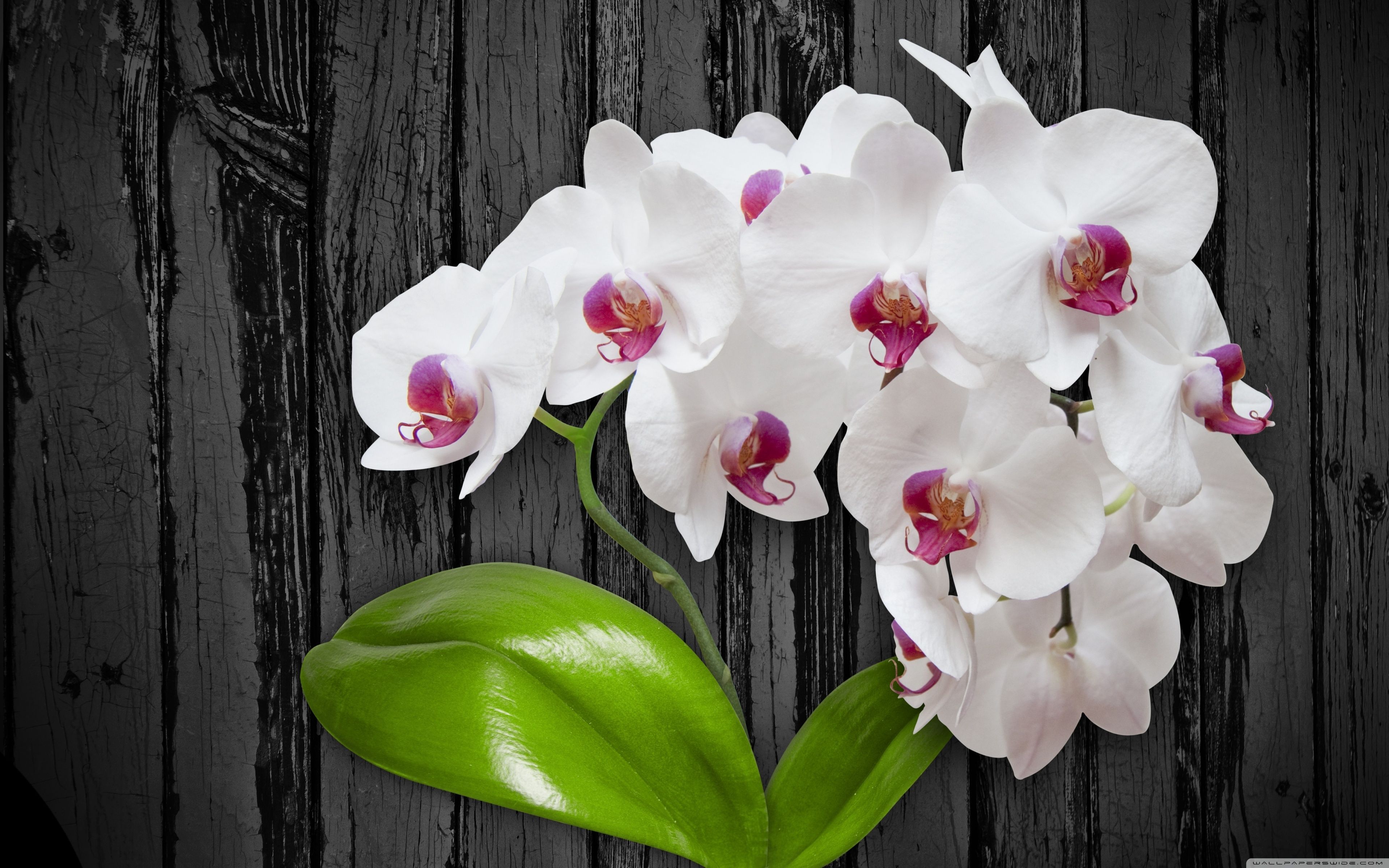 Pink Orchid Flower Wallpapers