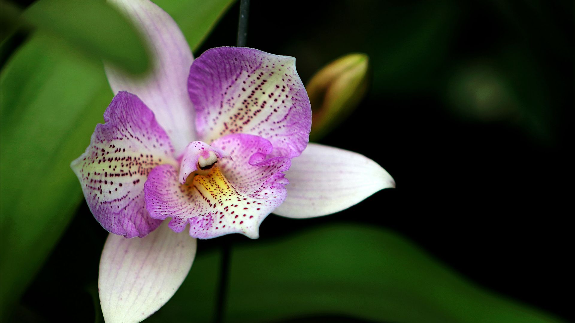 Pink Orchid Flower Wallpapers