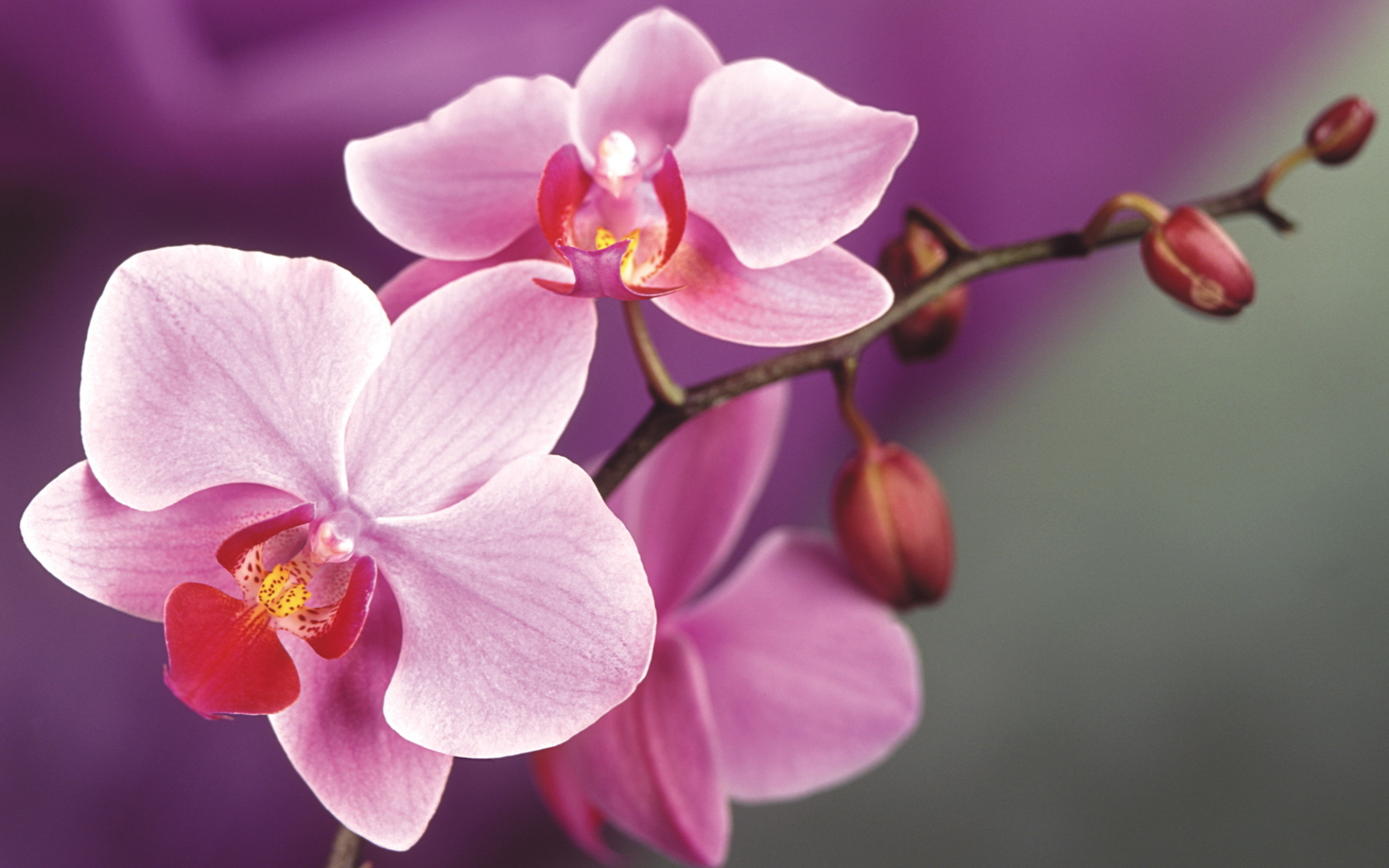 Pink Orchid Wallpapers