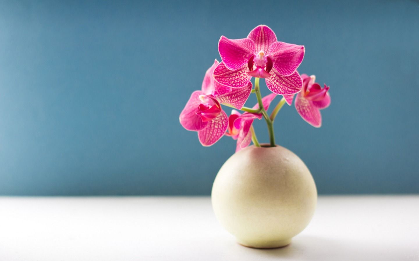 Pink Orchid Wallpapers