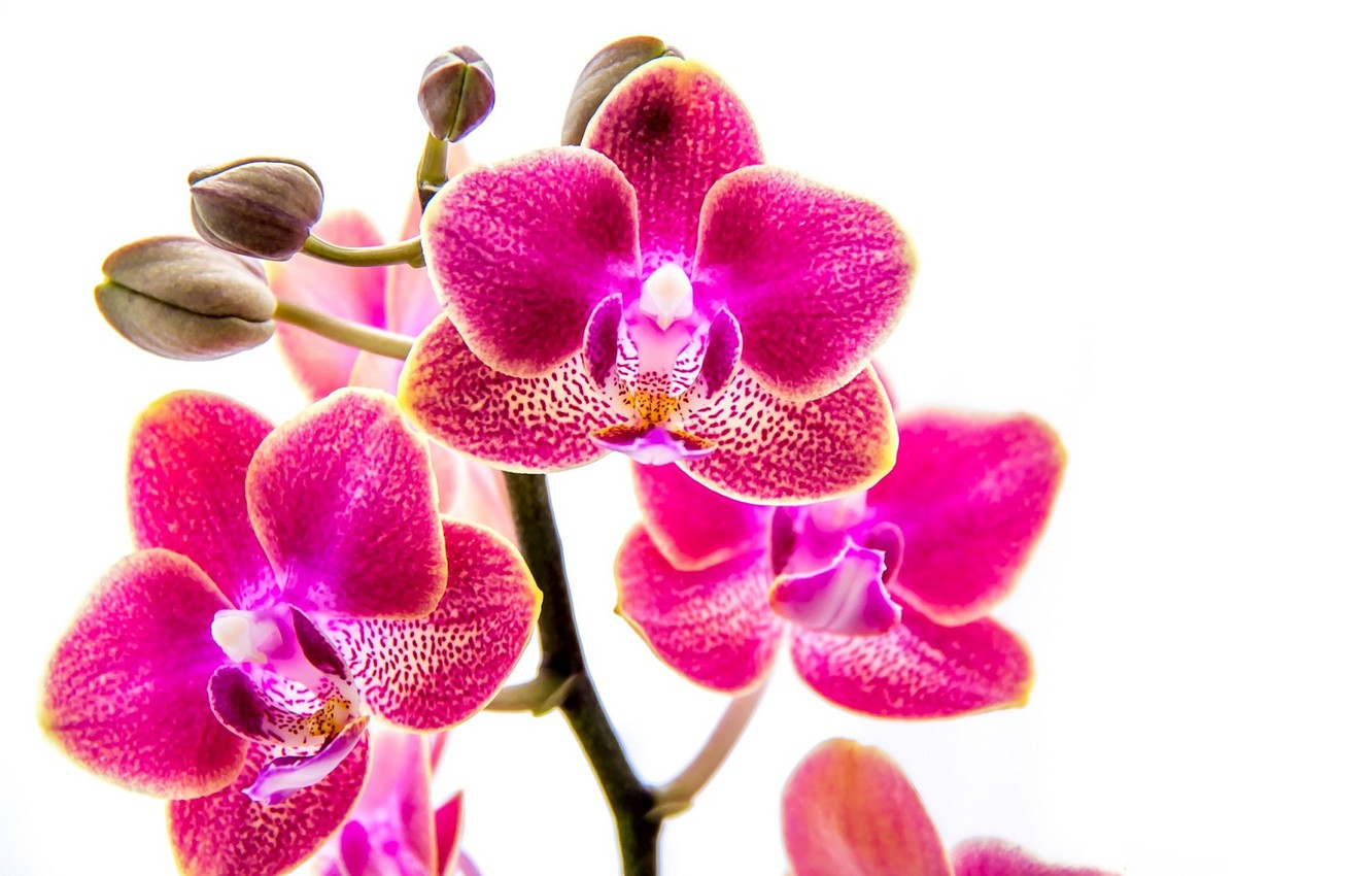 Pink Orchid Wallpapers