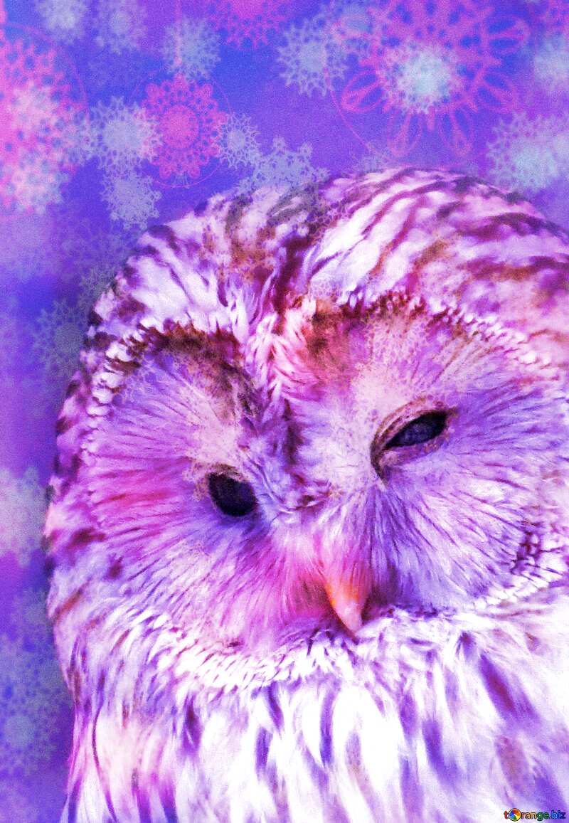 Pink Owl Wallpapers