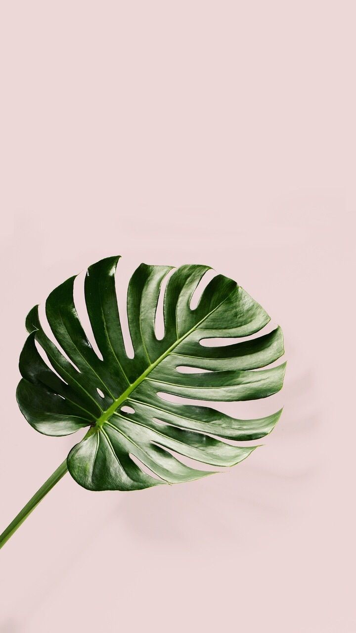 Pink Palm Leaf Wallpapers