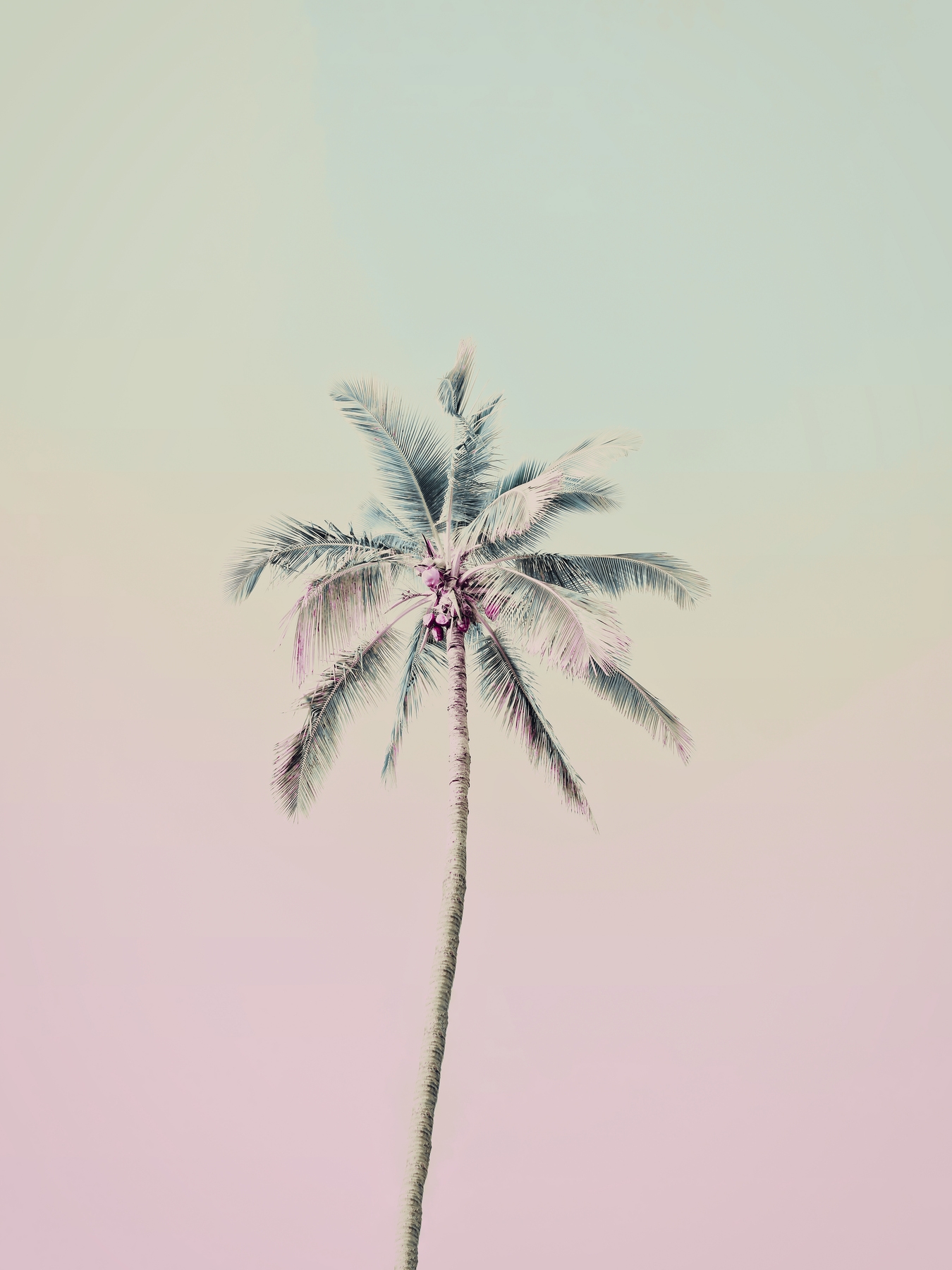 Pink Palm Leaf Wallpapers