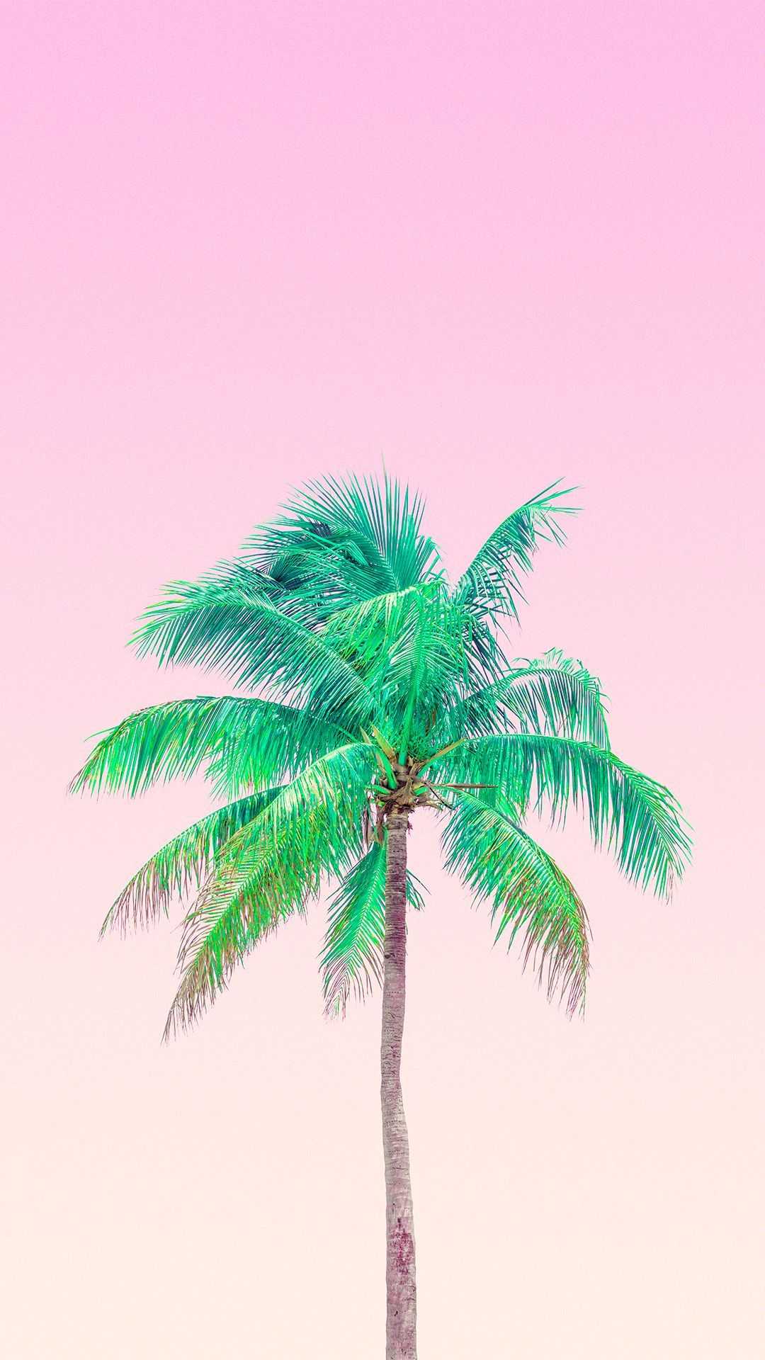 Pink Palm Leaf Wallpapers