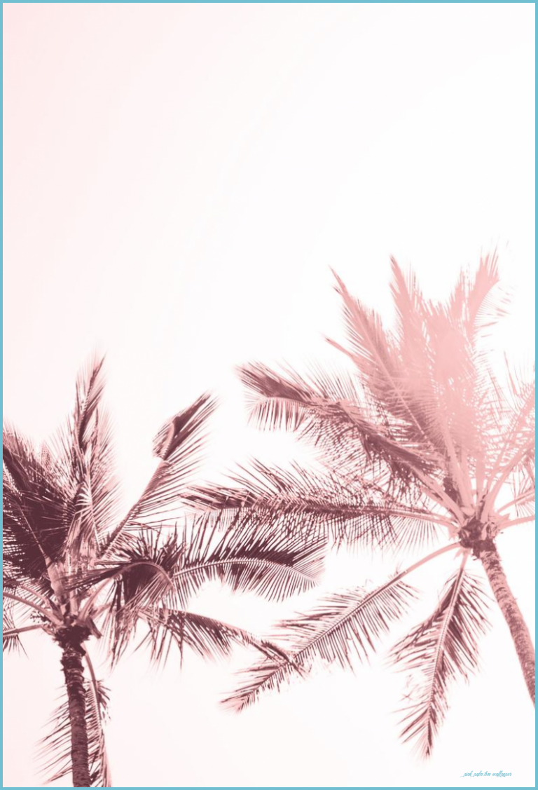 Pink Palm Tree Wallpapers