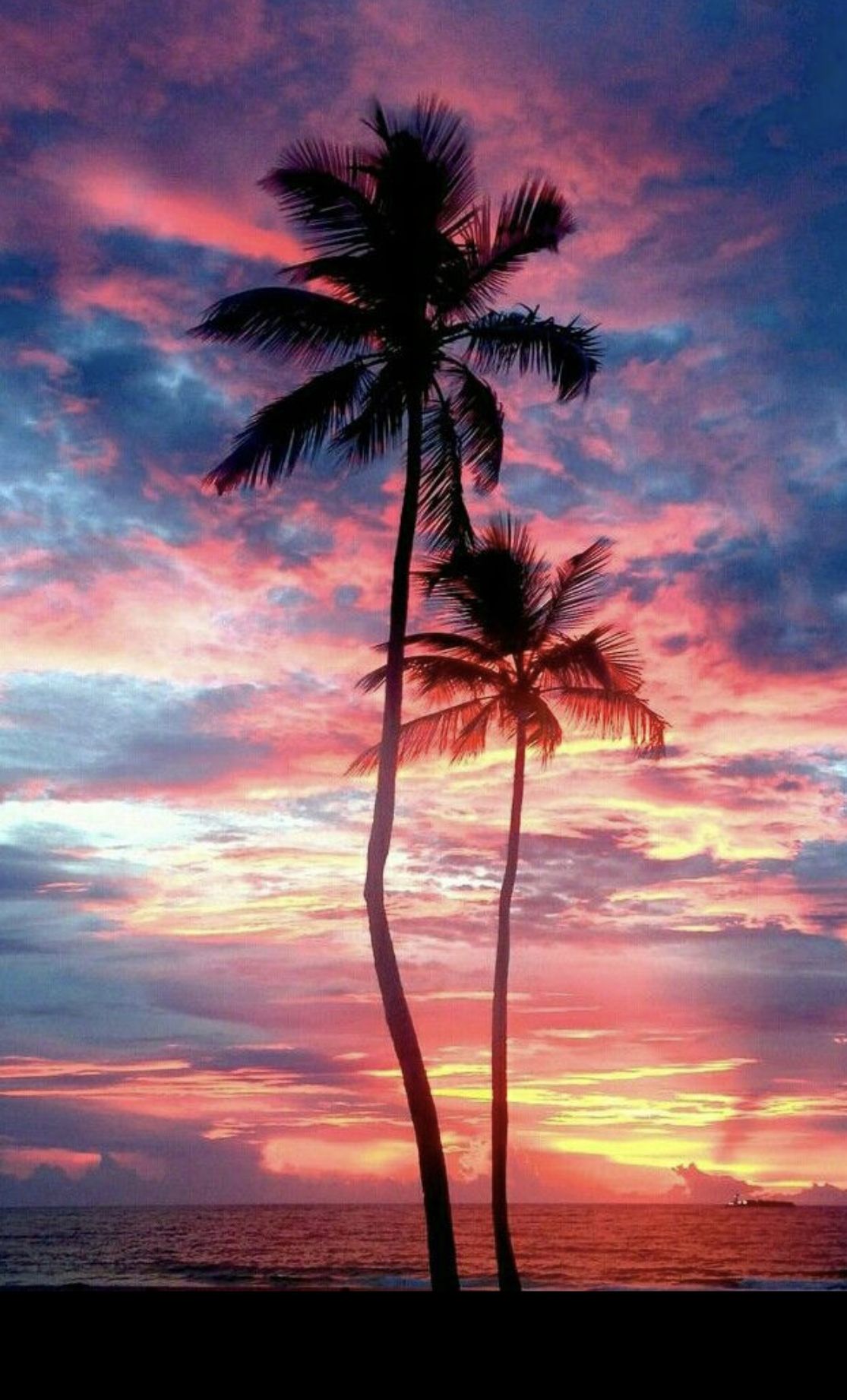 Pink Palm Tree Wallpapers