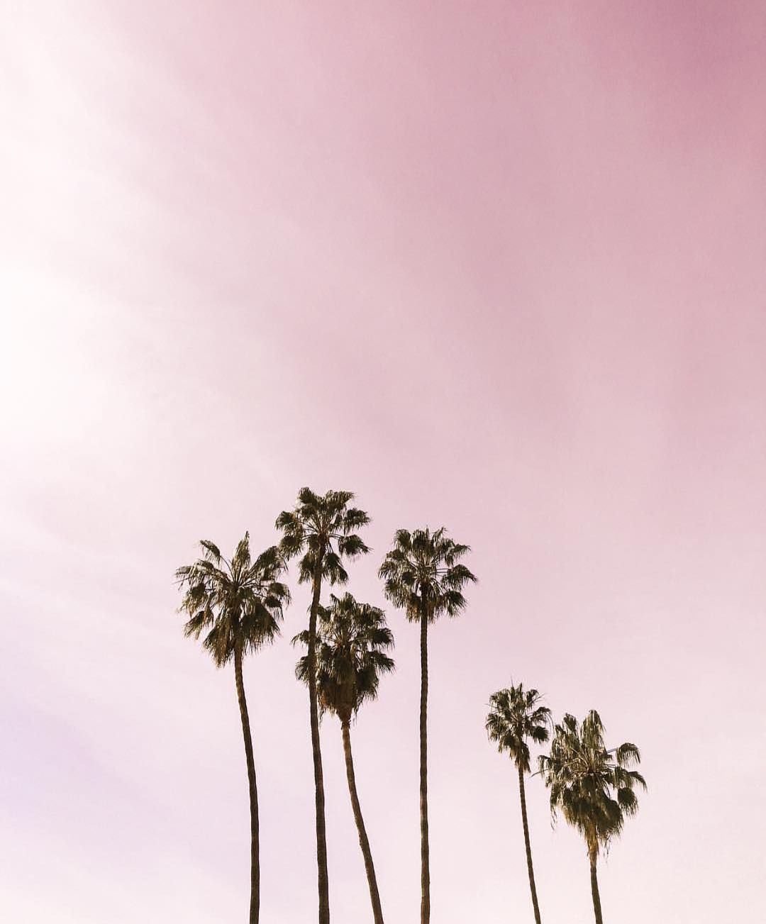 Pink Palm Tree Wallpapers