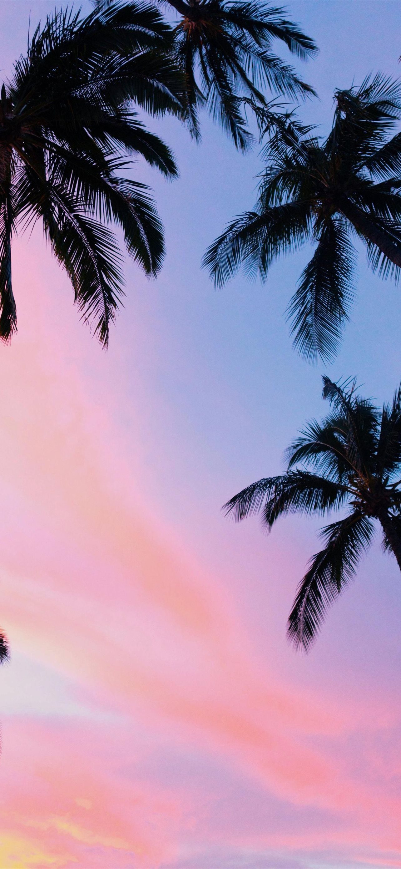 Pink Palm Tree Wallpapers