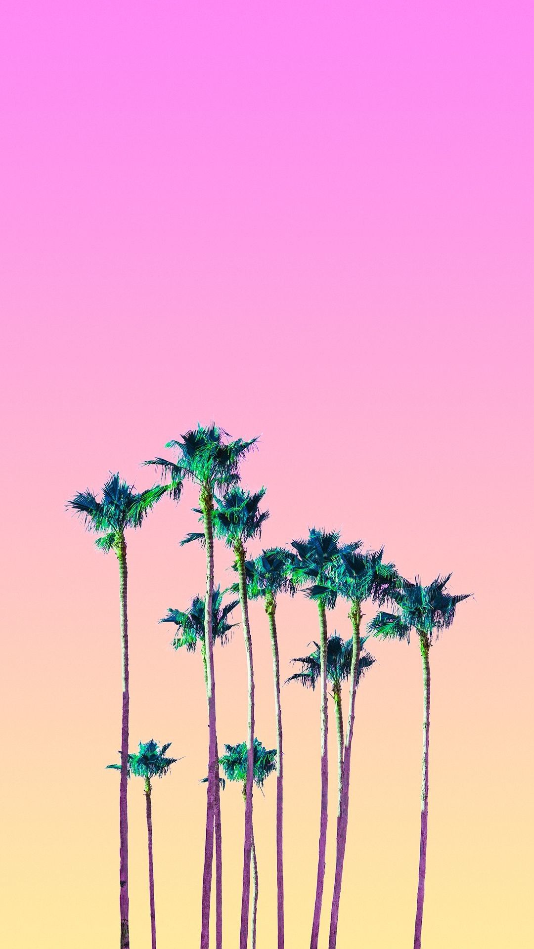 Pink Palm Tree Wallpapers