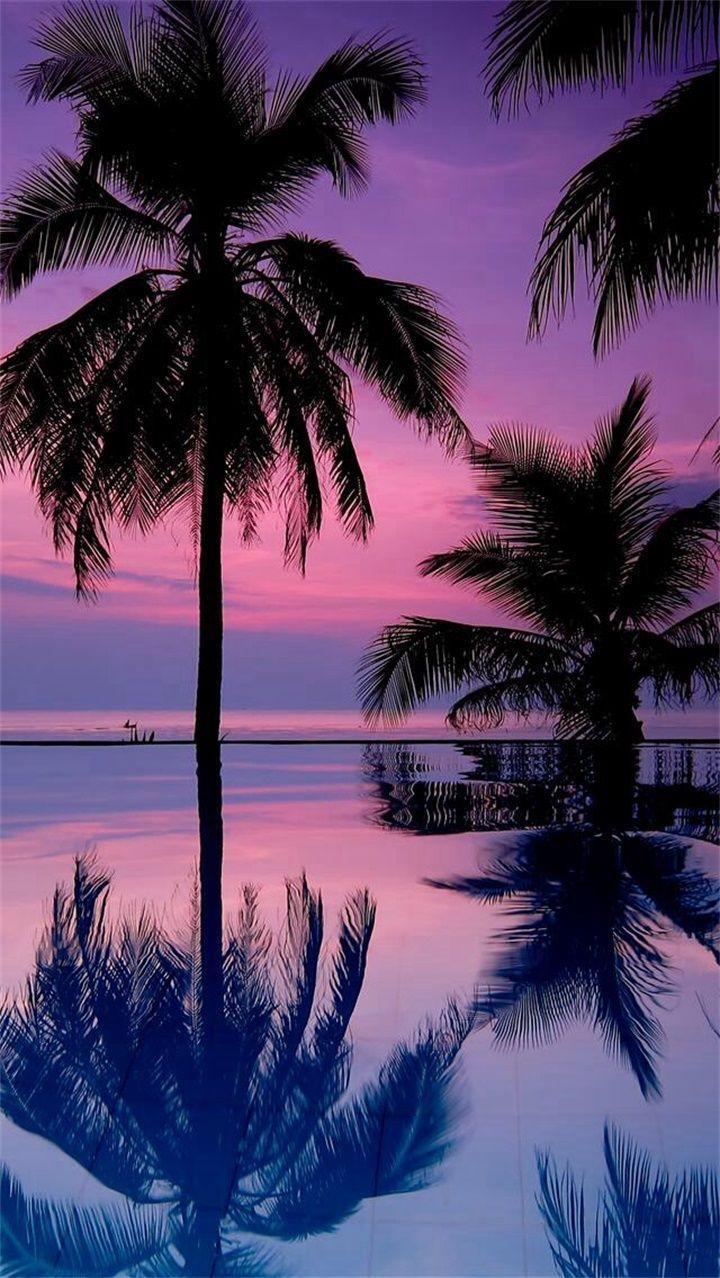 Pink Palm Tree Wallpapers