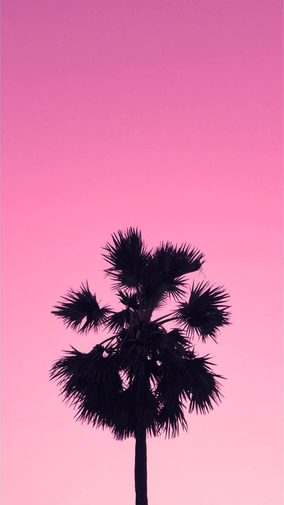 Pink Palm Tree Wallpapers