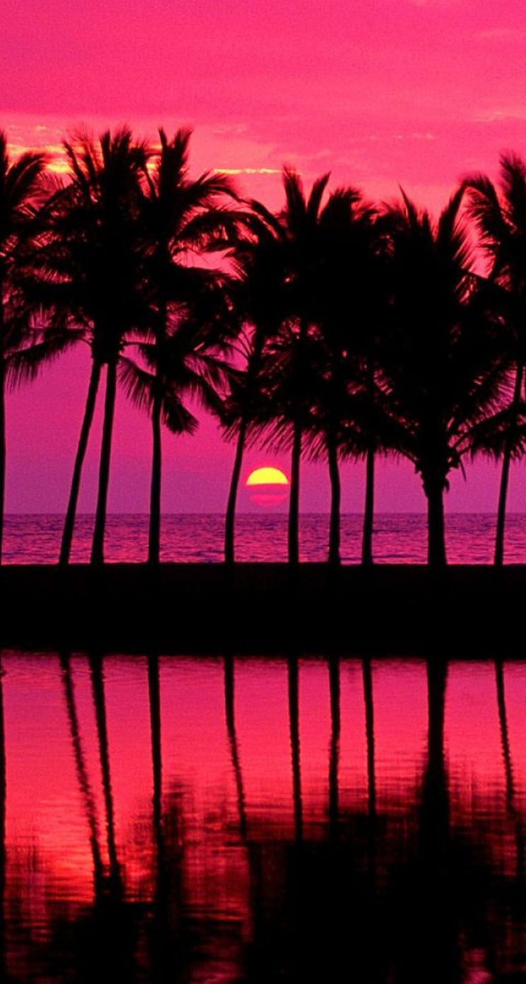 Pink Palm Tree Wallpapers