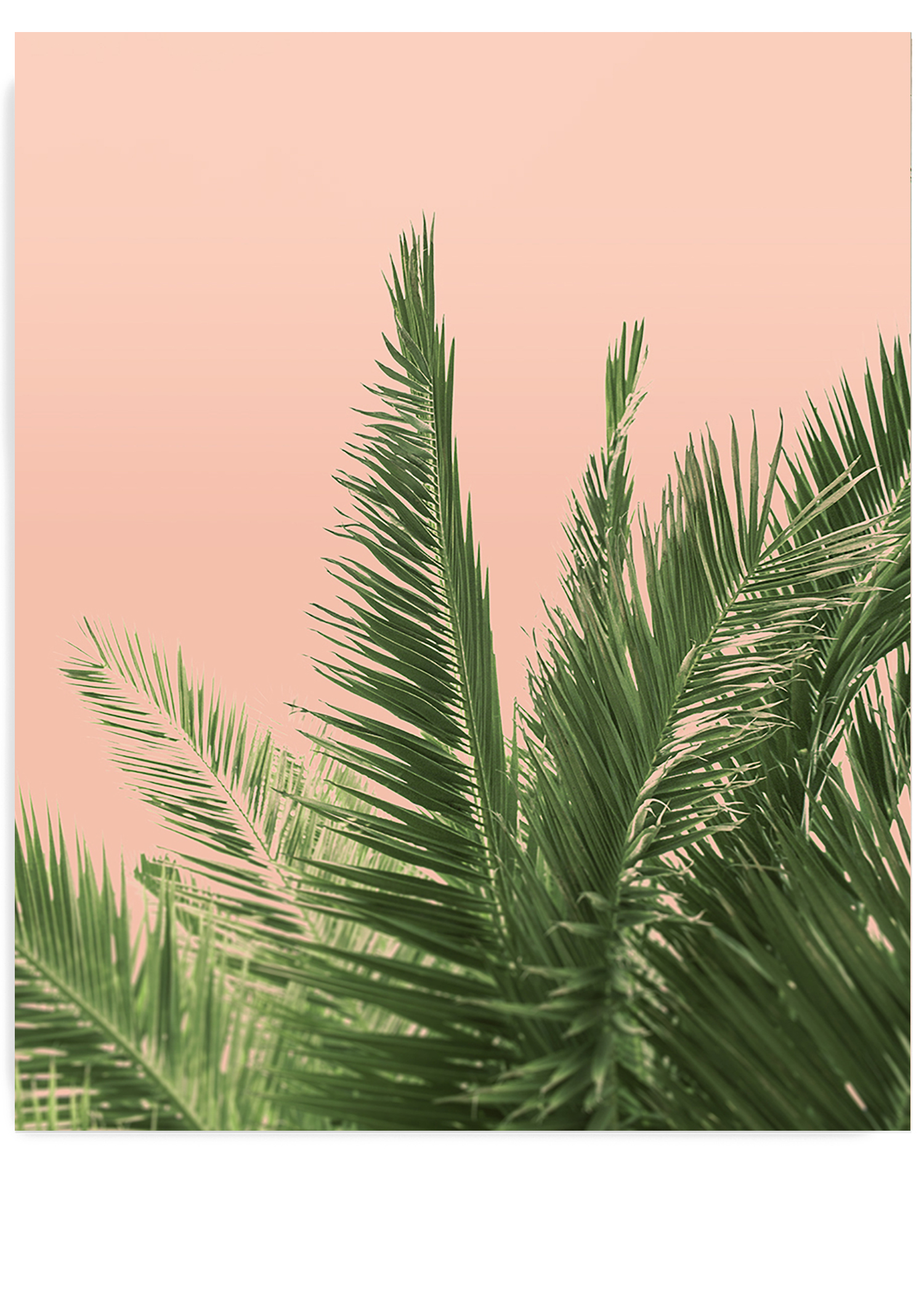 Pink Palm Tree Wallpapers