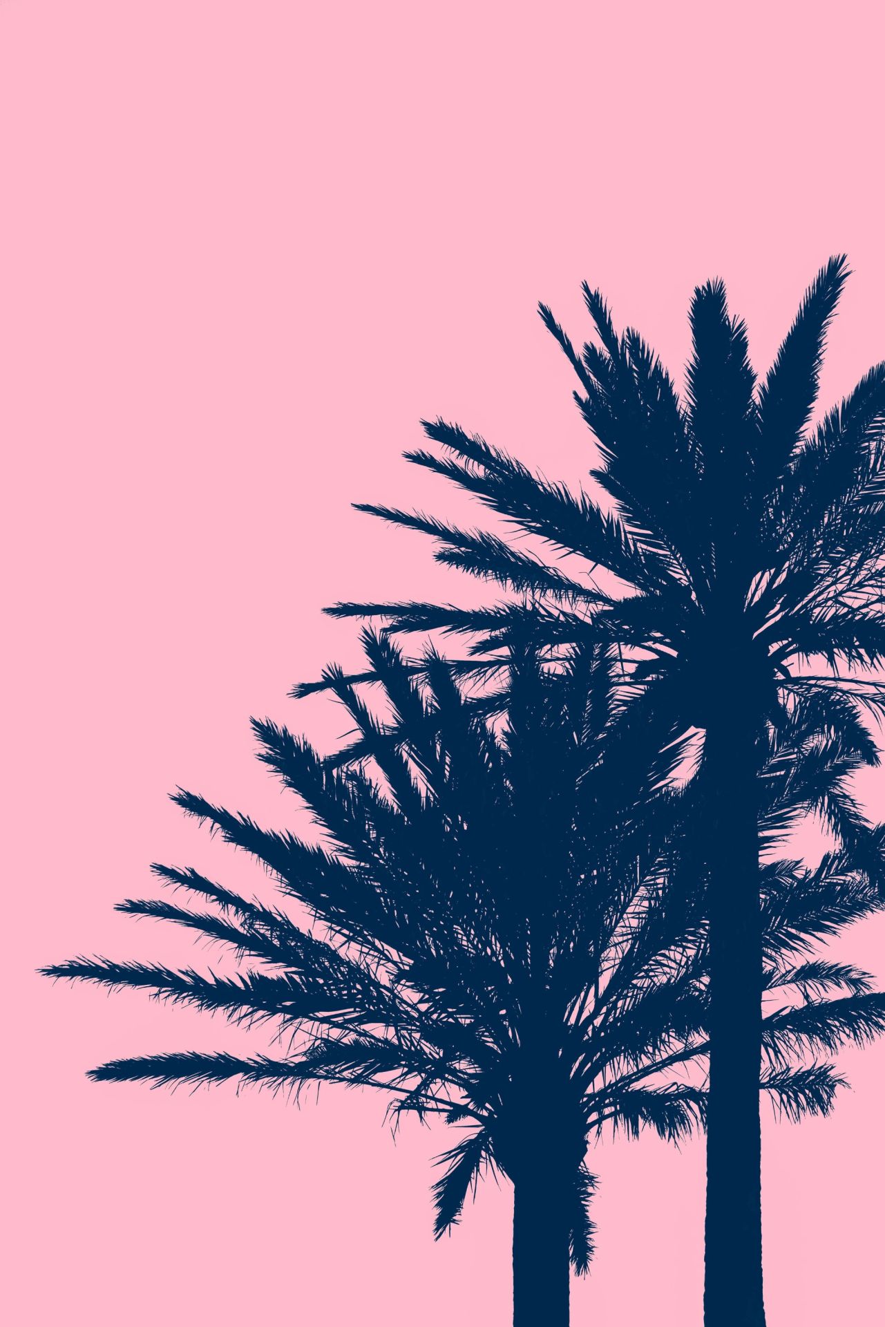 Pink Palm Wallpapers