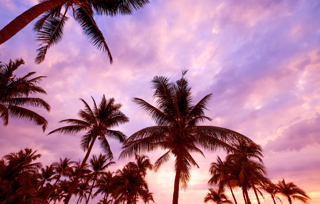 Pink Palm Wallpapers