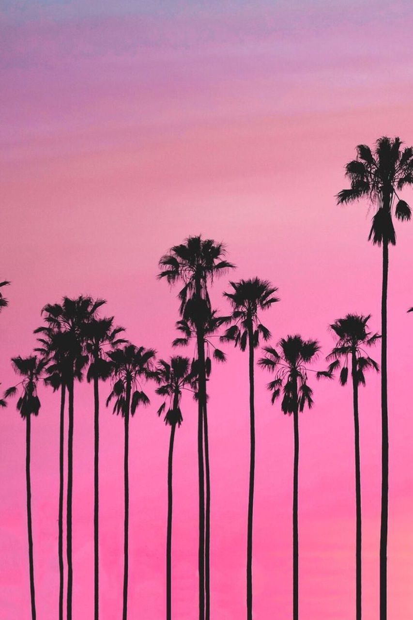 Pink Palm Wallpapers