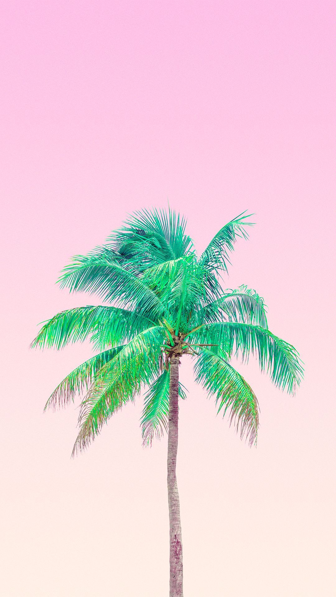 Pink Palm Wallpapers