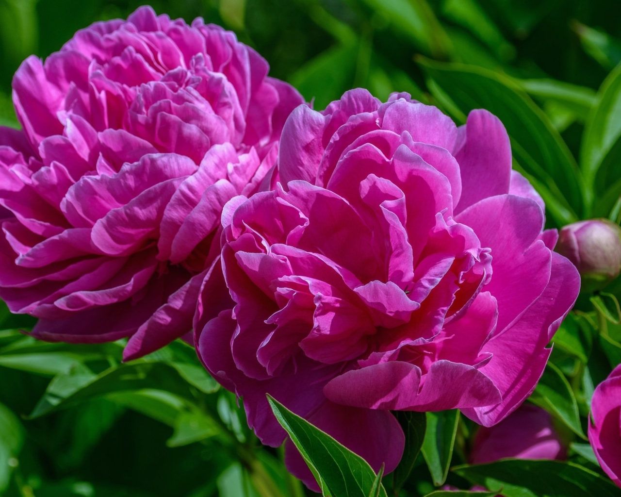 Pink Peonies Flower Wallpapers