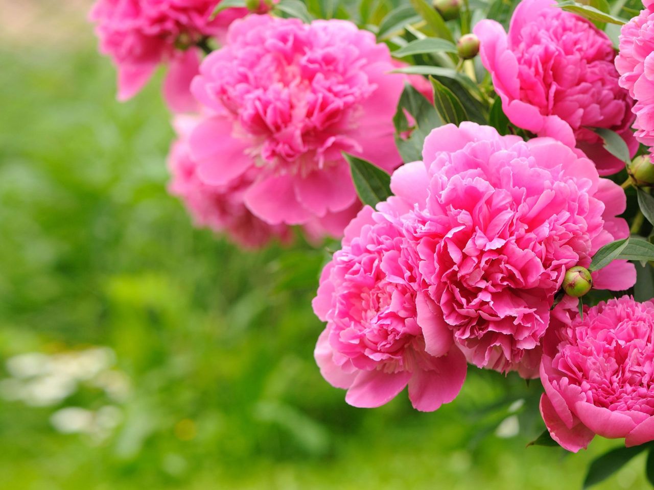 Pink Peonies Flower Wallpapers