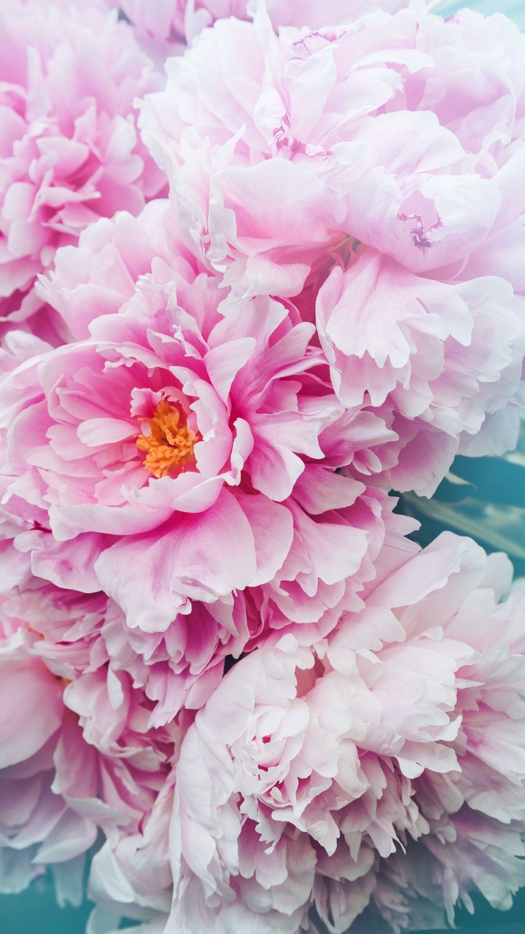 Pink Peonies Flower Wallpapers