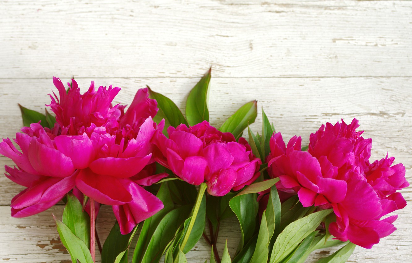 Pink Peonies Flower Wallpapers