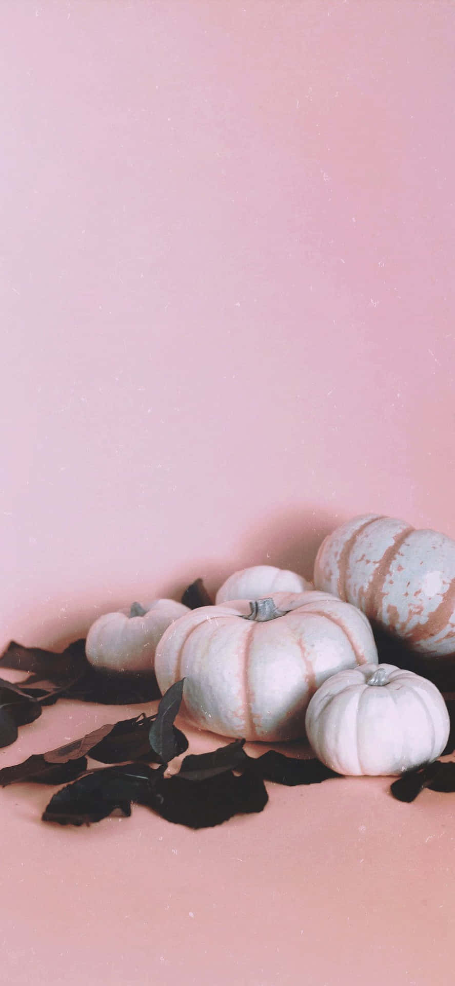 Pink Pumpkin Wallpapers