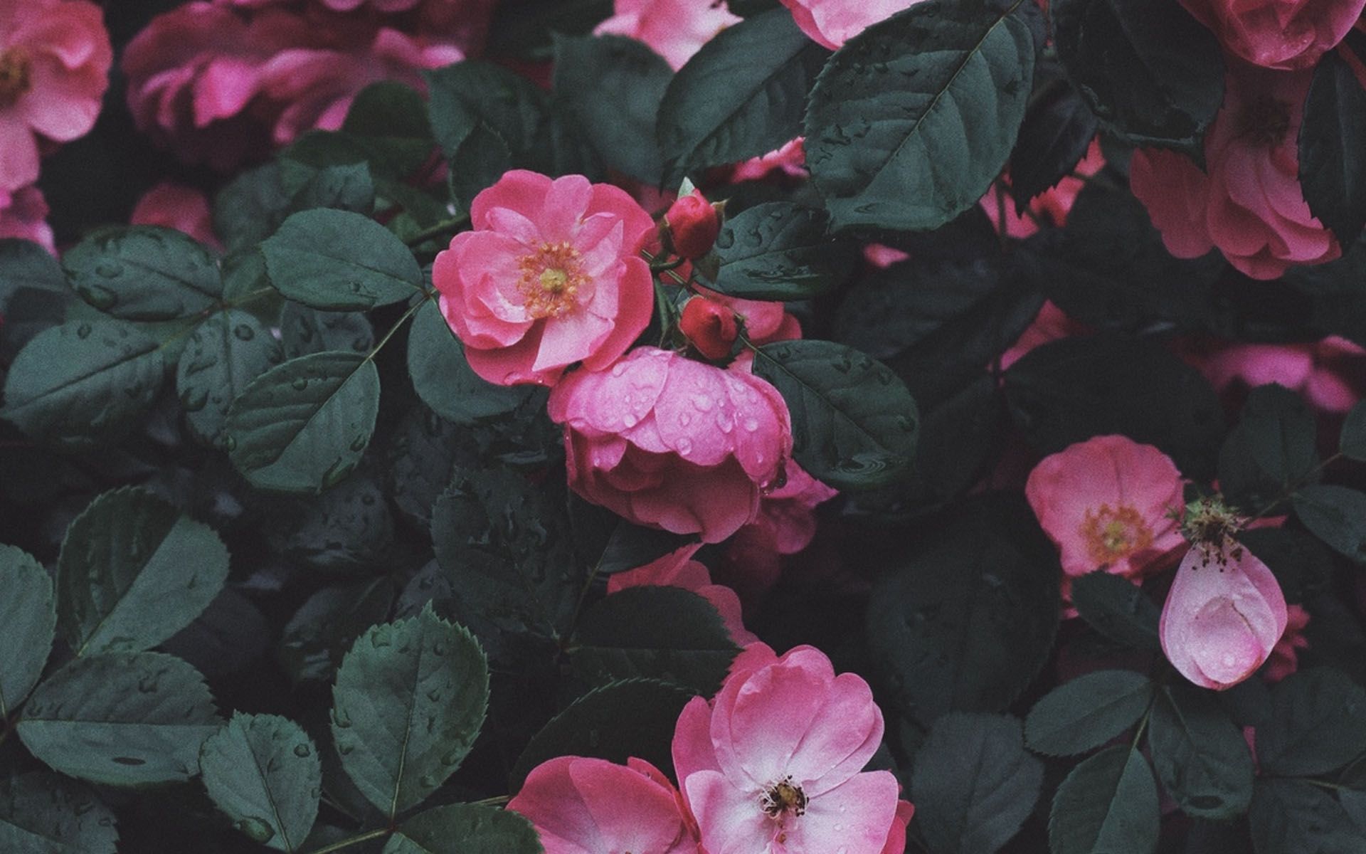 Pink Rose Aesthetic Wallpapers