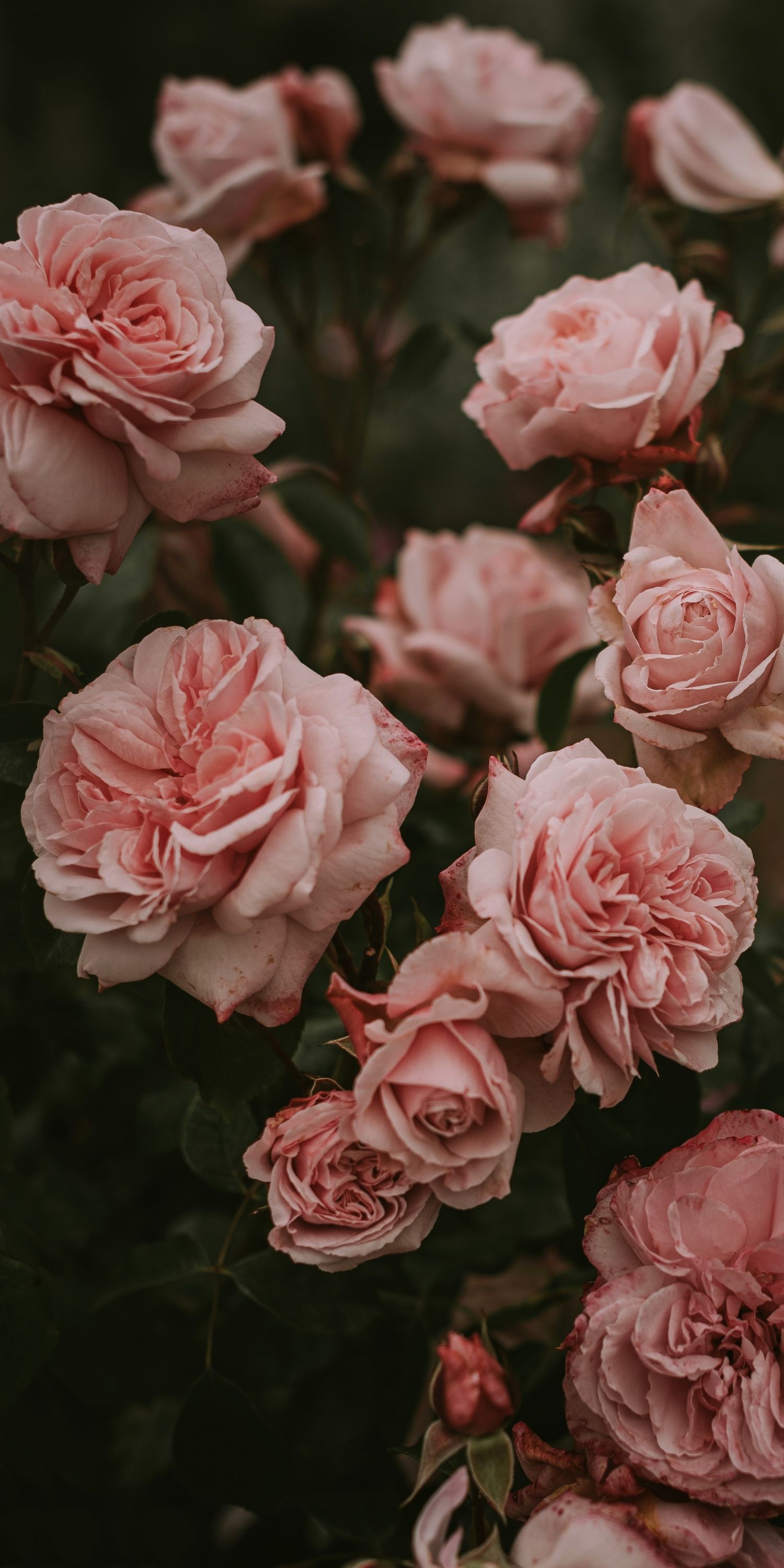 Pink Rose Aesthetic Wallpapers