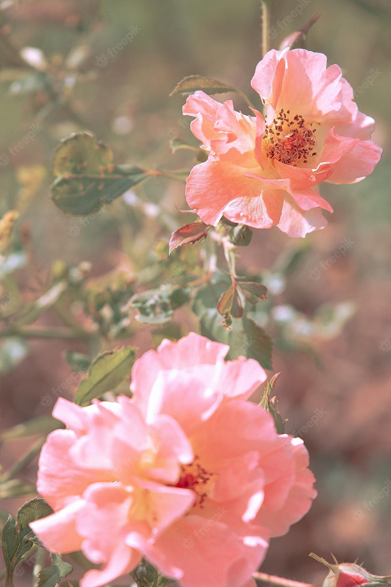 Pink Rose Aesthetic Wallpapers