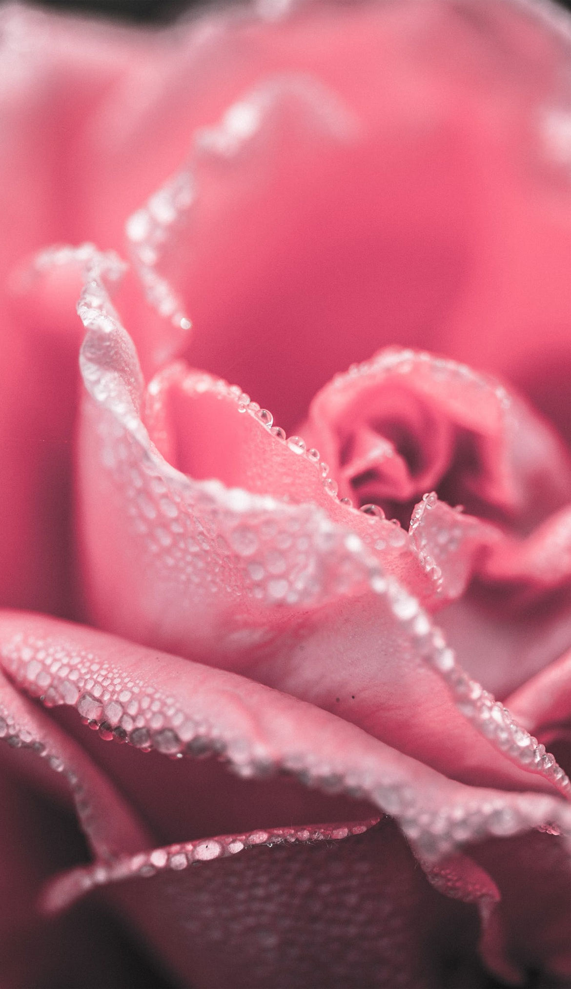 Pink Rose Aesthetic Wallpapers