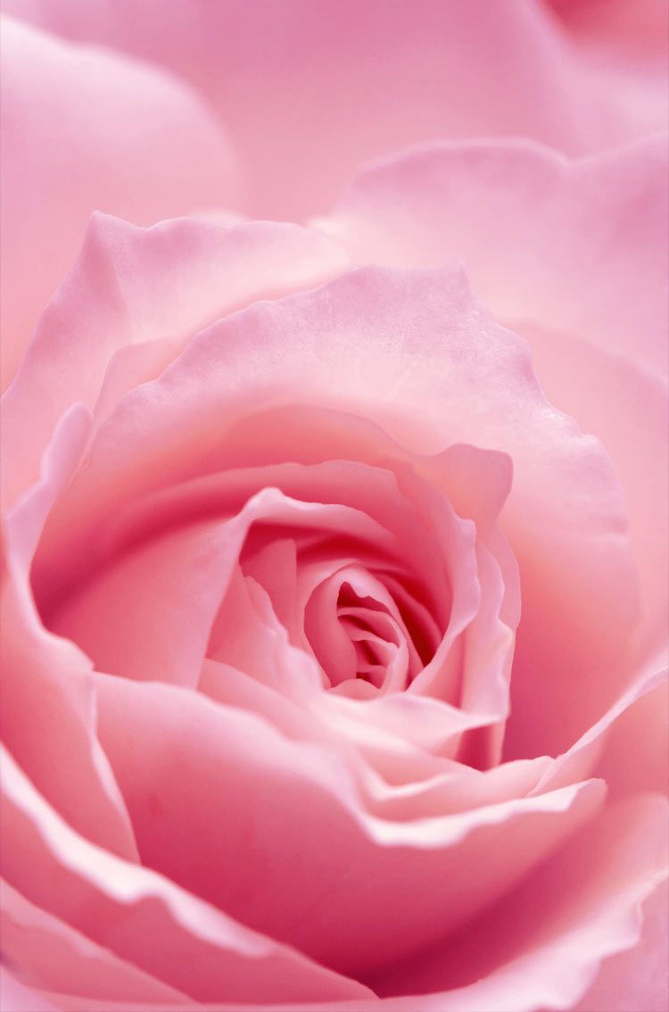 Pink Rose Iphone Wallpapers