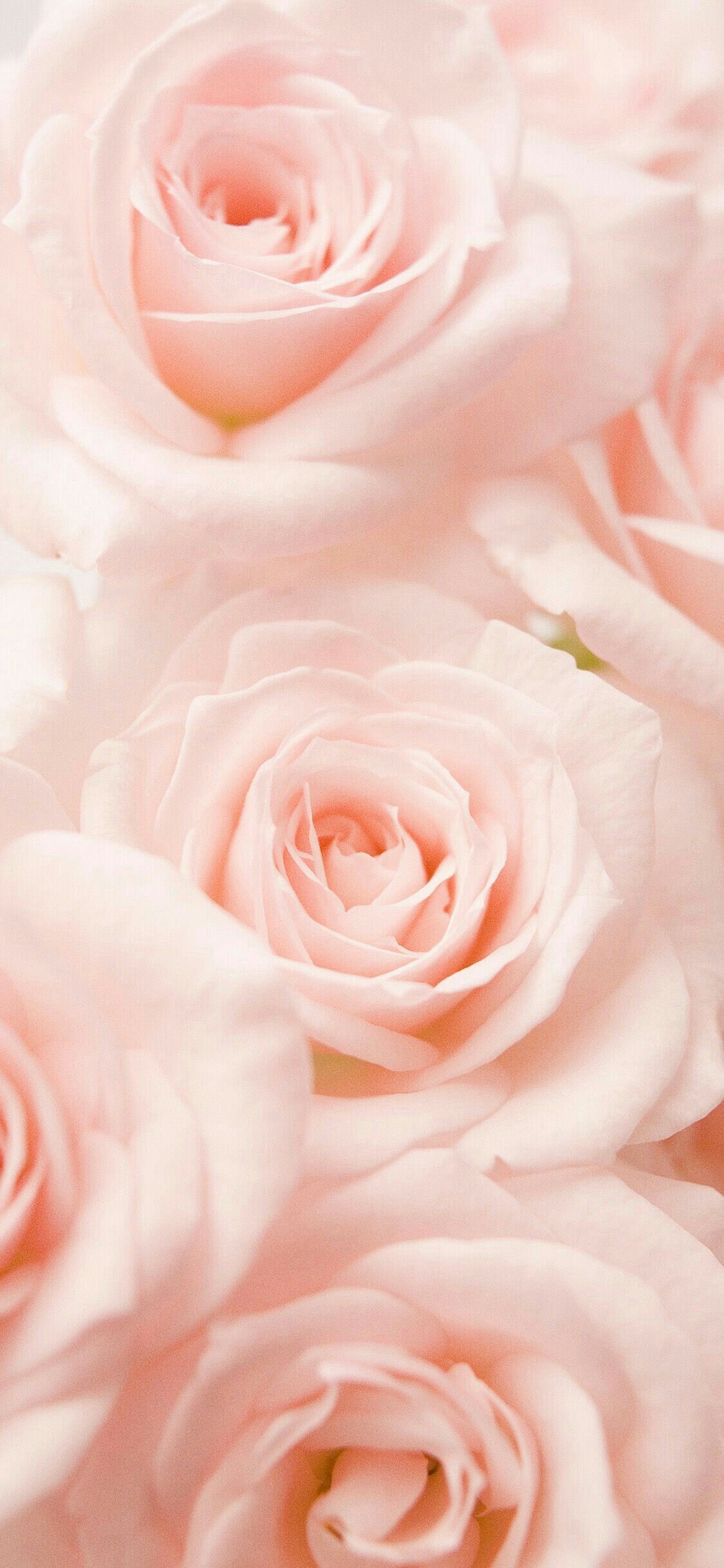 Pink Rose Iphone Wallpapers