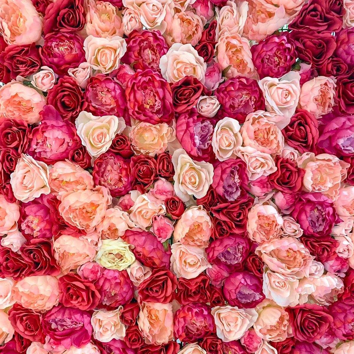Pink Rose Iphone Wallpapers