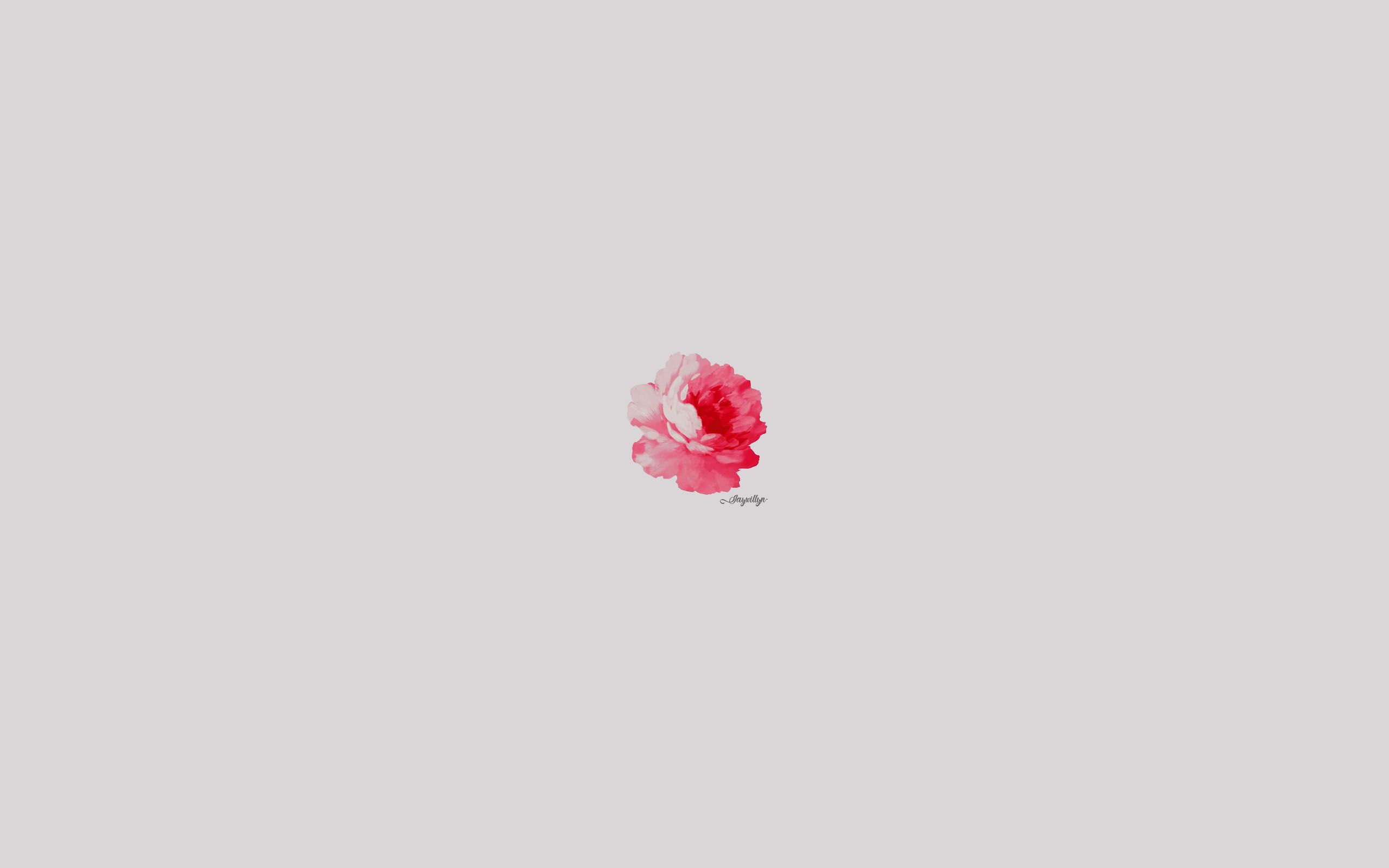 Pink Rose Minimalist Wallpapers