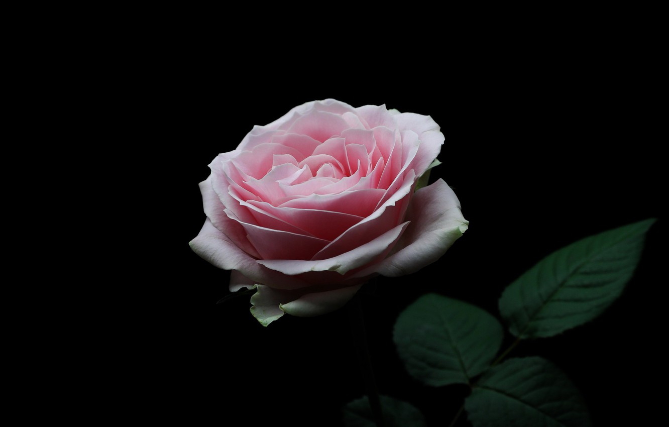 Pink Rose Minimalist Wallpapers