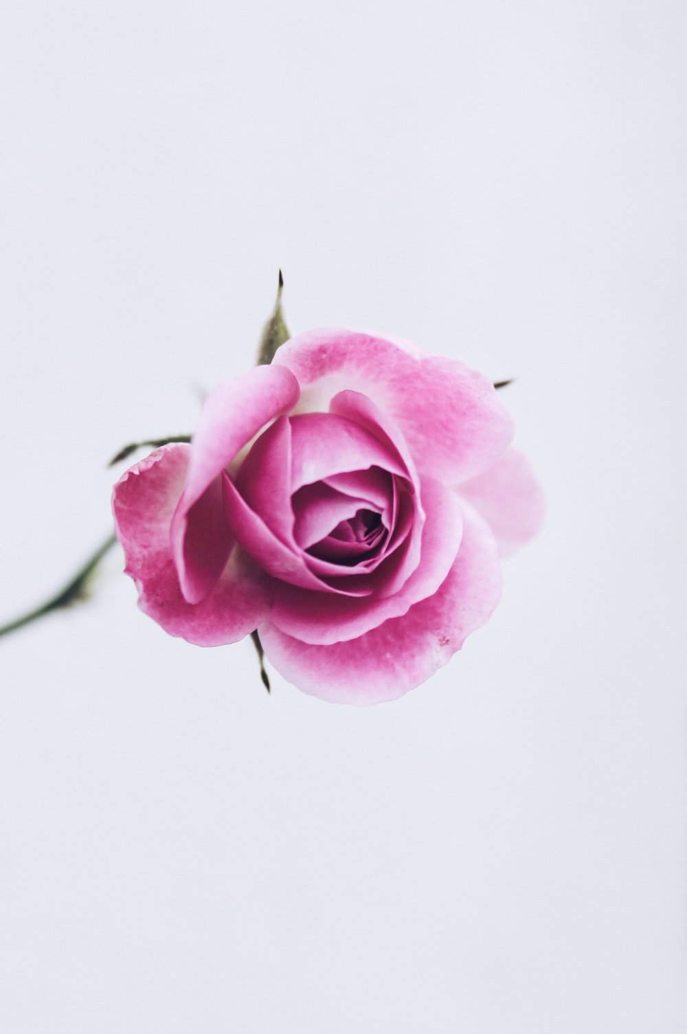 Pink Rose Minimalist Wallpapers