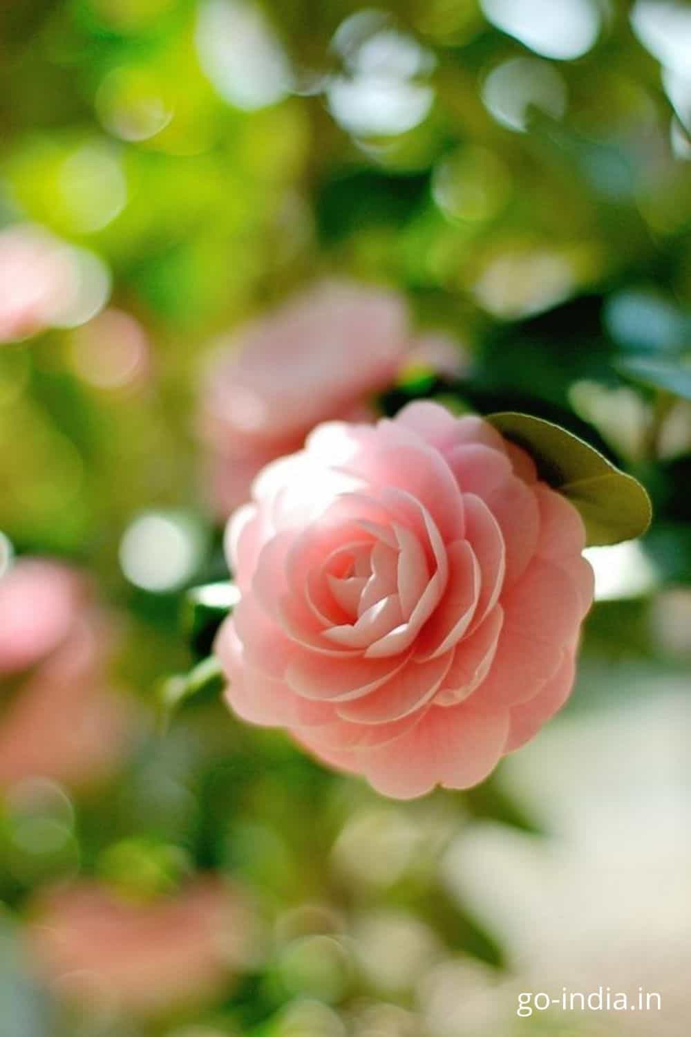 Pink Rose Wallpapers