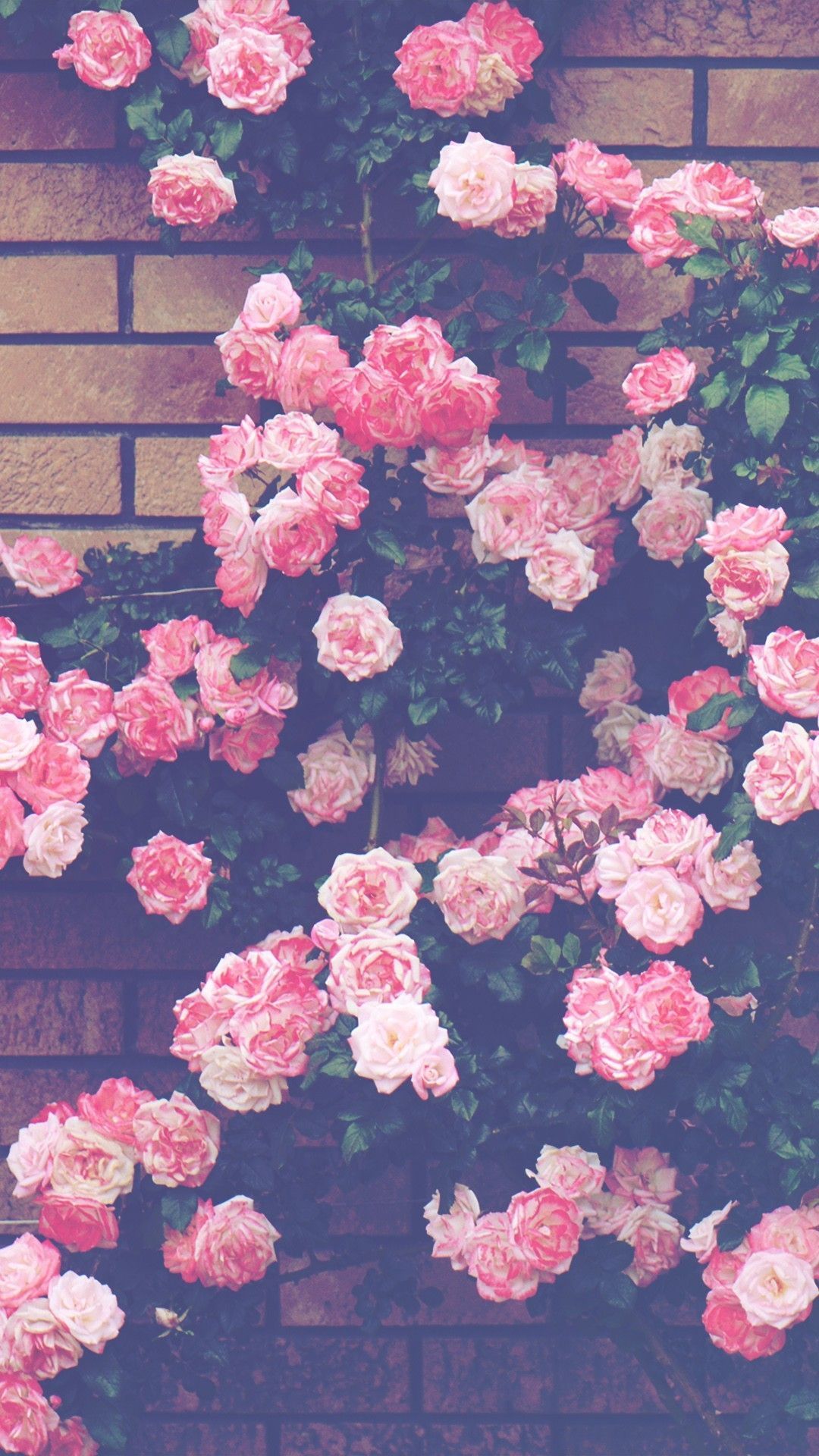 Pink Roses Aesthetic Wallpapers