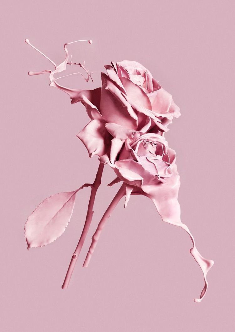 Pink Roses Aesthetic Wallpapers