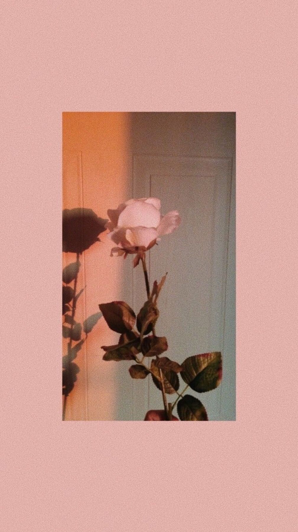 Pink Roses Aesthetic Wallpapers